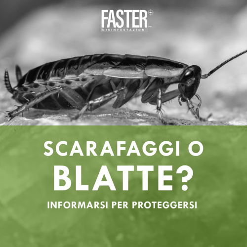 Alcune semplici informazioni per imparare a conoscere le Blatte