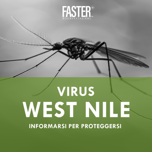 La West Nile, o Febbre del Nilo Occidentale, è un’infezione virale trasmessa principalmente dalle punture di zanzare